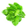 পুইশাকের বিজ - হাইব্রিড বিজের প্যাকেট - Malabar Spinach - Pui Shak. 