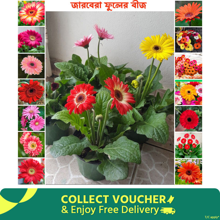 Zarbera flower seed 5 pice + gift