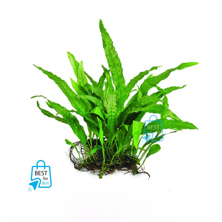 Java Fern Narrow Leaf Aquarium Live Plant Java Fern Plant for Aquarium ...