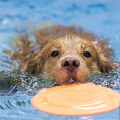 1 PCS HD Digital Display IP67 Waterproof Collar for Dog Rechargeable Bark Stopper (B). 