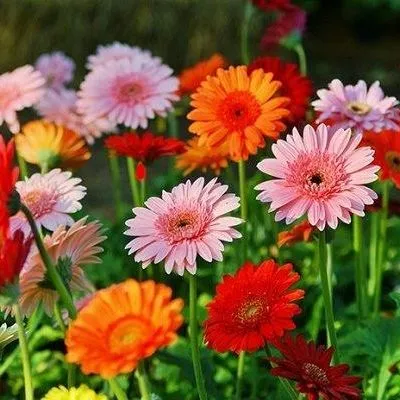 %E0%A6%9C%E0%A6%BE%E0%A6%B0%E0%A6%AC%E0%A7%87%E0%A6%B0%E0%A6%BE%20Beautiful%20Gerbera%20Daisy%20Flower%20Seeds%20-%2010%20+%20Pcs%20Seeds%20-%20Image%206