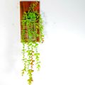 Wall hanging flower Vase with SS clam of natural wood and glass for Home, office and living room . (With Plant/Without Plant ). 