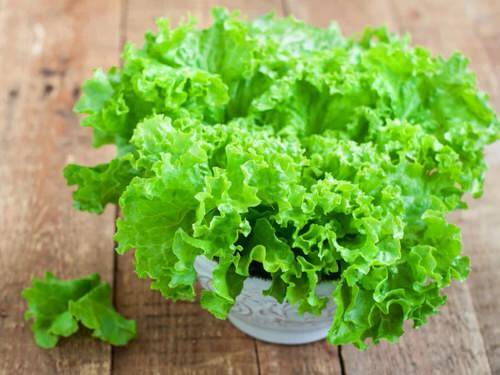 Lettuse%20Seed%20-%2025/50%20pcs%20F1%20Hybrid%20-%20%E0%A6%B2%E0%A7%87%E0%A6%9F%E0%A7%81%E0%A6%B8%20%E0%A6%AA%E0%A6%BE%E0%A6%A4%E0%A6%BE%E0%A6%B0%20%E0%A6%AC%E0%A7%80%E0%A6%9C%20-%20Image%205