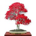 Canada Mini Red Maple Bonsai Maple Seeds- 15 Pcs Seeds. 