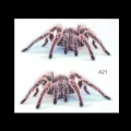 【Mary DAI Store】New 3D Spider Scorpion Lizard Crawling Car Sticker scratch cover Vehicle Truck Window Decal Gift Decor Accessories. 