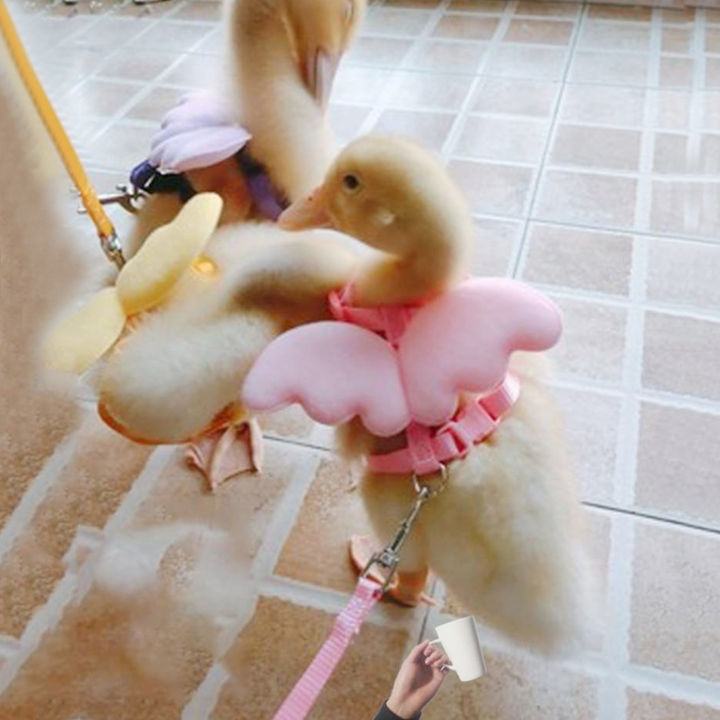 1Pc%20Cute%20Pet%20Harness%20Adjustable%20Stainless%20Long%20Rope%20Leash%20for%20Duck%20Chickens%20Outdoor%20-%20Image%208