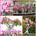 Adenium Abesham pink varity 15 piece seeds.+seeds, 90% germination rate.. 