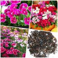 Dianthus Flower Seeds - 100 seeds.