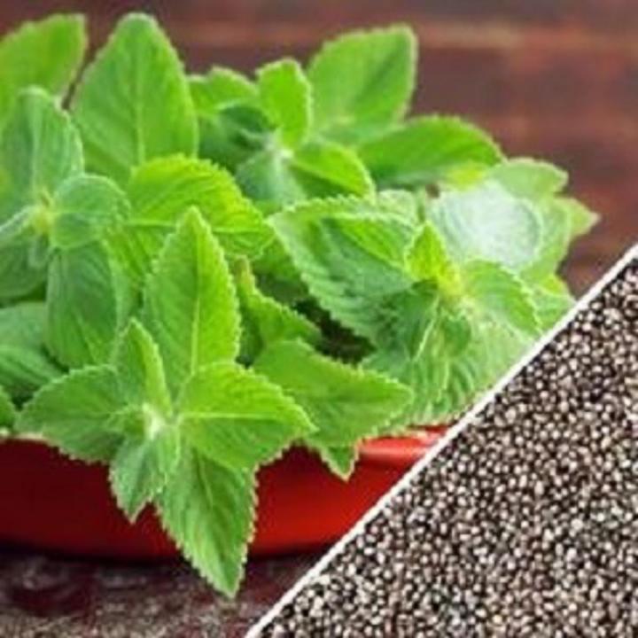 Pudina / Mint Seeds- 100Pcs Seeds