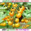Hybrid Yellow cherry tomatto seed 30 pice + gift. 