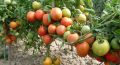 Summer Tomato - 15/30 pcs  F1 Hybrid Seed -  গ্রিষ্মকালিন টমাটো হাইব্রিড বিজ অসময় বা বারমারই বপন করা যায়. 