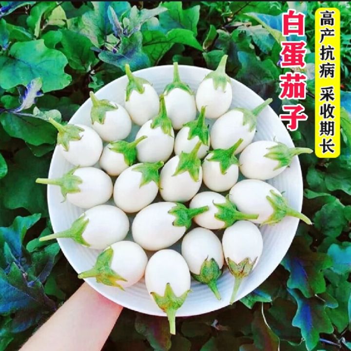 Thai All Season White Eggplant Seeds (Intake Imported Packet seeds) - 30pcs