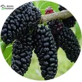 Black Mulberry Seeds - 30 Pcs Seeds (Global Seeds). 