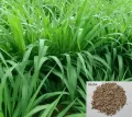 Hybrid Napier grass seeds 500 Gram. 