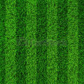 (All Season) Sports Field Green Grass Seeds (Seeds) - 200+ Pcs Seeds. 
