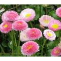 English Daisy flower Seeds -20 pcs (Imported Global Seeds).