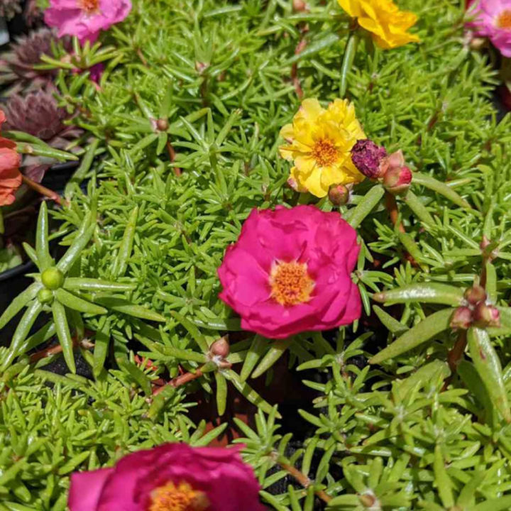 Portulika/Tayra Flower Seeds 15 seed