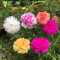 Thai Mix Color  Moss Rose Portulaca Flower Seeds 55+ Seeds All Season. 