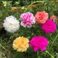 Thai Mix Color  Moss Rose Portulaca Flower Seeds 55+ Seeds All Season. 