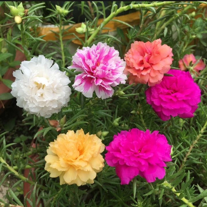 Thai%20Mix%20Color%20%20Moss%20Rose%20Portulaca%20Flower%20Seeds%2055+%20Seeds%20All%20Season%20-%20Image%204