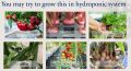 Liquid Plant Food For Soilless Growing & Foliar Feeding. {Not for aquarium}.