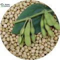 Soybean Tree Seeds (সয়াবিন বীজ) - 20 Pcs Seeds.