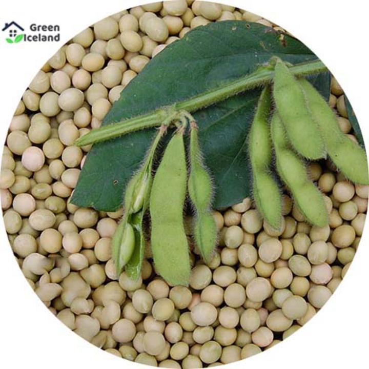 Soybean Tree Seeds (সয়াবিন বীজ) - 20 Pcs Seeds