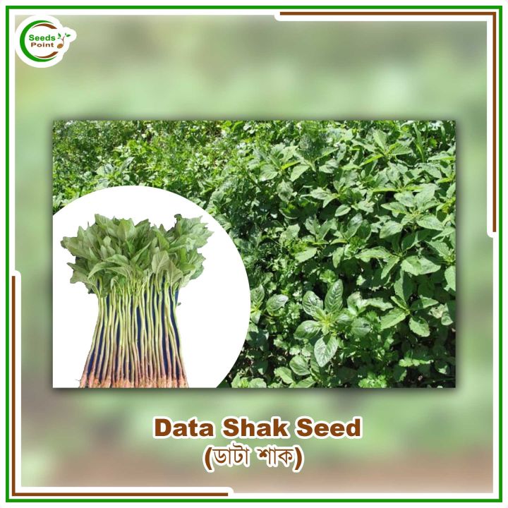 Data%20Shak%20Seed%20(Green)%20-%2010%20gm%20-%20Image%202
