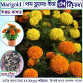 গাদা ফুল/ Marigold  Seed - 15/30 pcs - Mixed Color Hybrid - গাদা ফুলের বীজ মিক্সড কালার হাইব্রিড বীজ. 