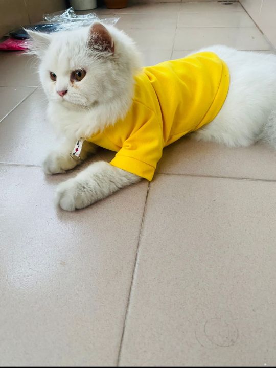 Cat Dress Pet Clothes Sphynx Kedi Elbisesi