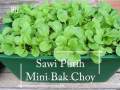 Mini Choy Sam seeds - 1000 seed *Pot Friendly* Small Flowering Cabbage Tanam Pasu, Biji Benih Sawi Mini, Senang, Enak - Mango Garden.