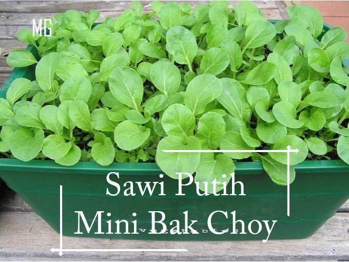 Mini Choy Sam seeds - 1000 seed *Pot Friendly* Small Flowering Cabbage Tanam Pasu, Biji Benih Sawi Mini, Senang, Enak - Mango Garden