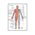 Human Skeletal Frame Organs Medical Poster Modern Anatomy Muscle Skeleton Decor Wall Art Canvas Painting Pictures Prints Artwork. 
