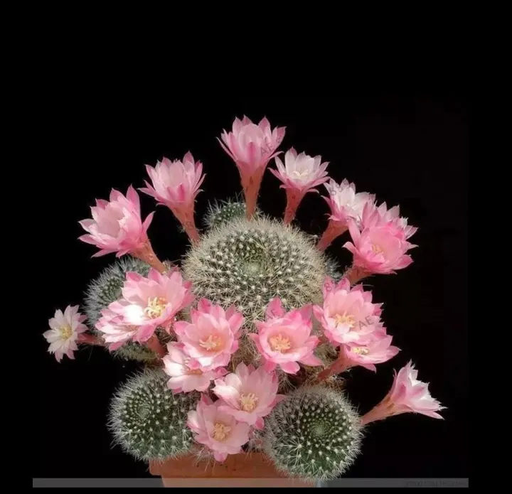 Colorful%20Lithops%20Seeds%20for%20Plants,%20Pseudotruncatella%20(%20D-14%20)%20-%2010%20pcs%20-%20Image%202