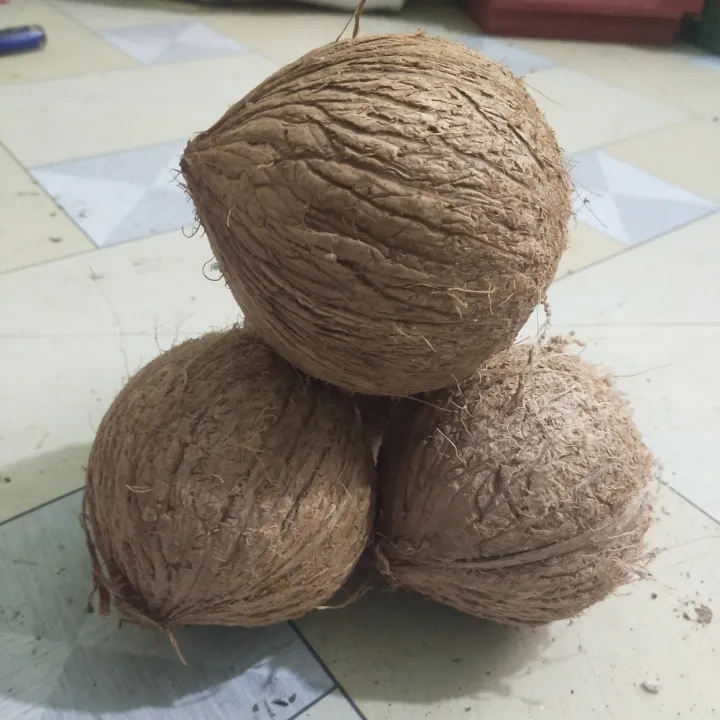 Dry%20Coconut%20Seed%201%20peices%20800gm-1000gm%20Big%20size%20-%20Image%202