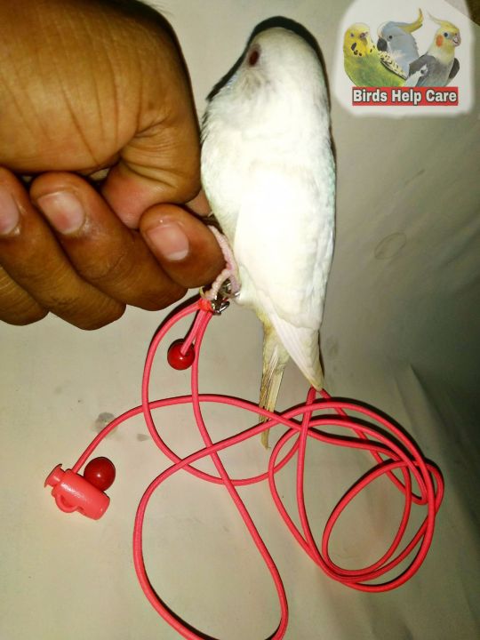 Leg%20chain%20for%20taming%20birds%20with%20long%20harness%20-%20Image%204