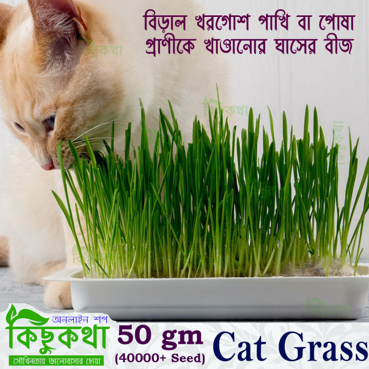 Cat Grass Seed - 50 gm/40000+ Seed For Cat and Other Animal Eating Grass