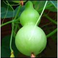 Beautiful Decorative Healthy Bottle Gourd Vegetable Seeds- 10 Pieces.
