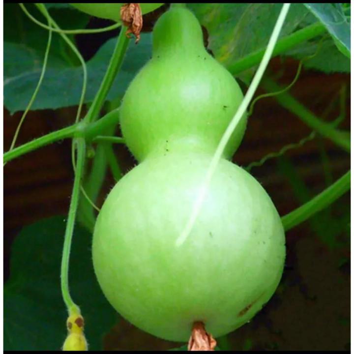 Beautiful Decorative Healthy Bottle Gourd Vegetable Seeds- 10 Pieces