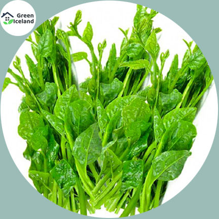 Puishak%20Seeds%20%20Hybrid%20-%20100%20Pcs%20Seeds%20-%20Image%203