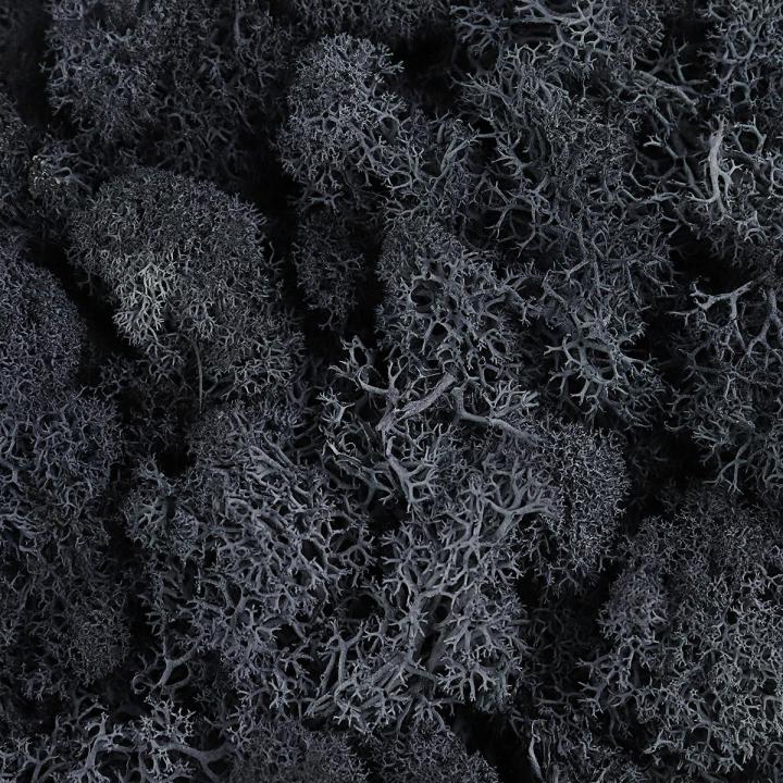 Natural%20Decoration%20Norwegian%20Reindeer%20Moss%20Preserved%20Dried%20Craft%20Flower%20500g%20Box%20-%20Image%208