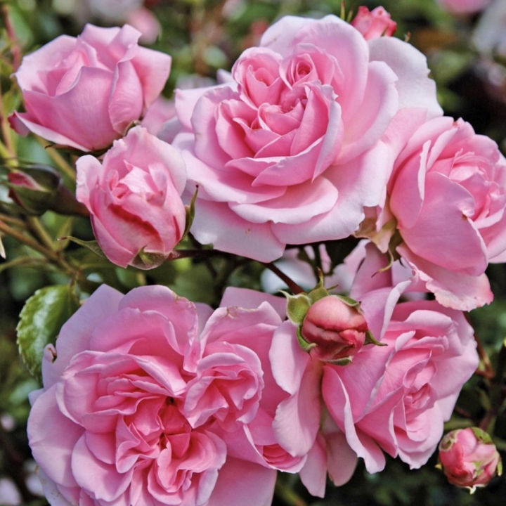 Global Rare Clambing Mary Rose Flower Seeds - 30+ Seeds