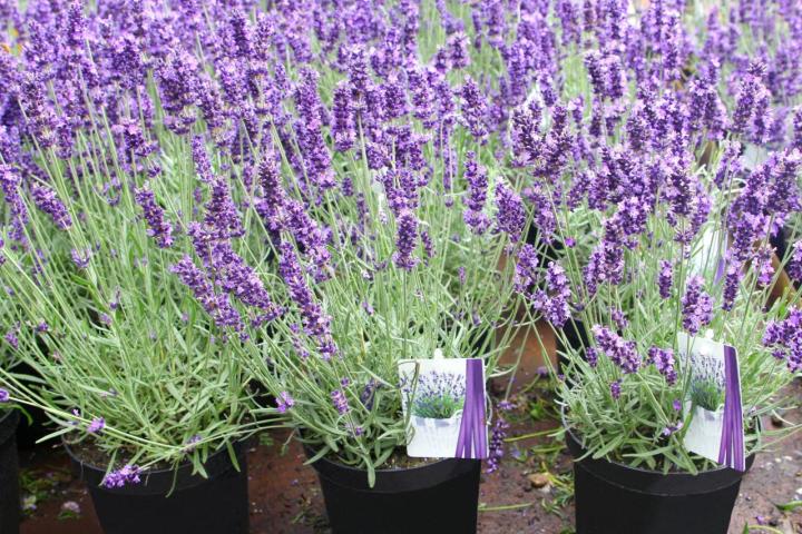 Lavender%20Flower/%20%E0%A6%B2%E0%A7%8D%E0%A6%AF%E0%A6%BE%E0%A6%AD%E0%A7%87%E0%A6%A8%E0%A7%8D%E0%A6%A1%E0%A6%BE%E0%A6%B0%20Seeds/%E0%A6%AC%E0%A7%80%E0%A6%9C-%20%E0%A7%A8%E0%A7%A6%20%E0%A6%AA%E0%A6%BF%E0%A6%B8%20-%20Image%204