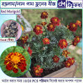 রক্ত গাদা/ Marigold Red Flower 10/20- pcs Seed -  লাল কালার গাদা ফুল বা রক্তগাদা ফুলের বীজ. 