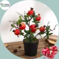 Sweet Pomegranate Bonsai Seeds - 20 Pcs Seeds.