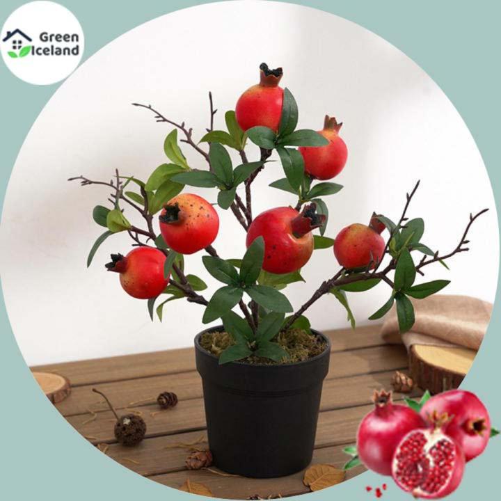Sweet Pomegranate Bonsai Seeds - 20 Pcs Seeds
