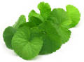 Thankuni Pata Gura/Centella Leaf Powder=100gm.