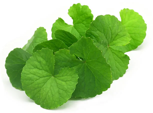 Thankuni%20Pata%20Gura/Centella%20Leaf%20Powder=100gm%20-%20Image%205