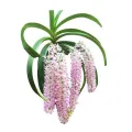 Enhance Your Garden with a Ready-to-Grow Vanda Foxtel Orchid Plant – Easy to Use and Clean,Flower Color – White and Purple/White and Pink. 