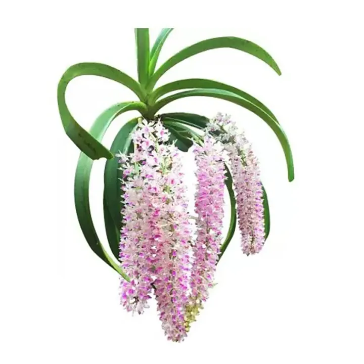 Enhance Your Garden with a Ready-to-Grow Vanda Foxtel Orchid Plant – Easy to Use and Clean,Flower Color – White and Purple/White and Pink